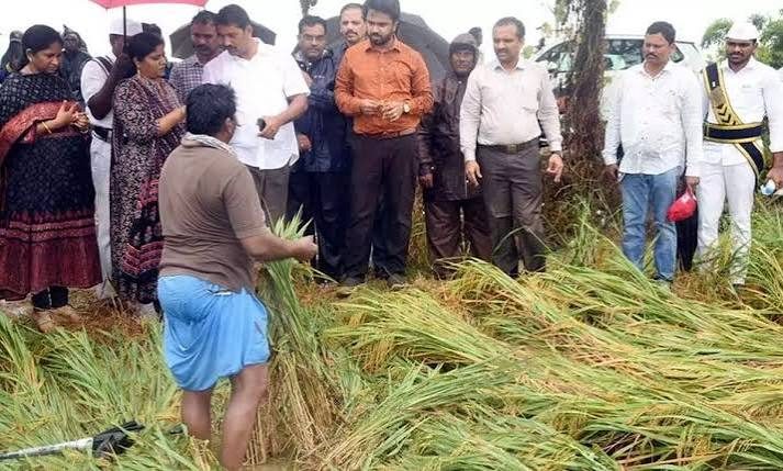 'Protect paddy crop at ripening stage': Eluru district agriculture officer tells farmers
