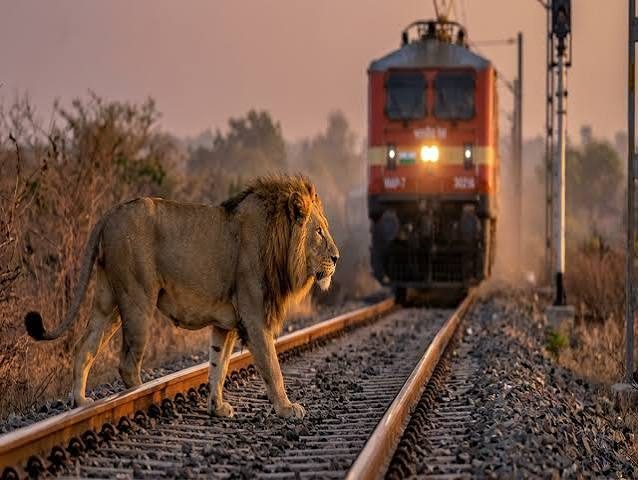 Lion Injured, Tail Severed After Being Hit By Train In Gujarat's Amreli.