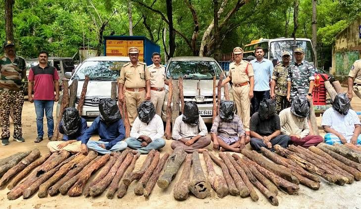 Eight red sanders smugglers arrested, 61 logs seized