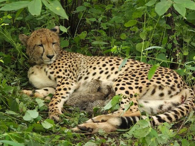 First suspected poaching of cheetah in seven decades prompts central probe